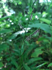 Paspalum mandiocanum
