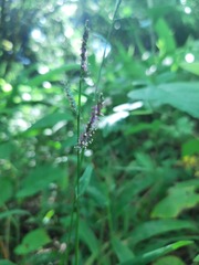 Paspalum mandiocanum