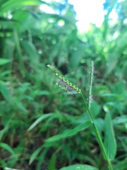Paspalum mandiocanum
