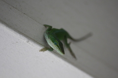Anolis carolinensis