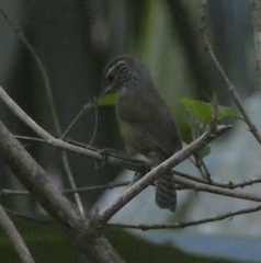 Pheugopedius maculipectus