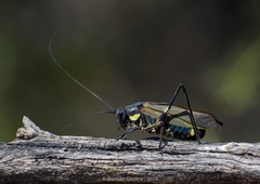 Scaphura elegans