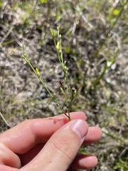 Linum medium texanum