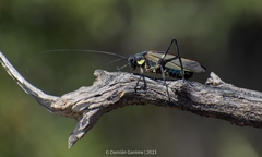 Scaphura elegans