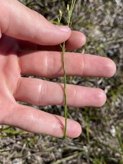 Linum medium texanum