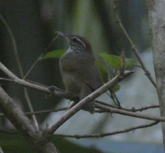 Pheugopedius maculipectus