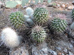 Mammillaria carnea