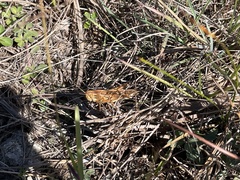 Schistocerca serialis cubense