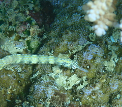 Corythoichthys flavofasciatus