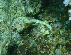 Corythoichthys flavofasciatus