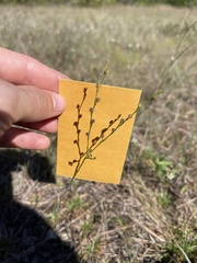 Linum medium texanum