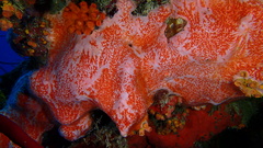 Spirastrella coccinea