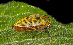 Heranice miltoglypta