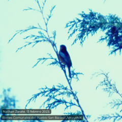Icterus bullockii
