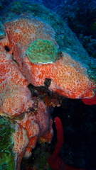 Spirastrella coccinea