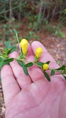 Aureolaria virginica