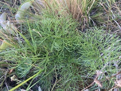 Anisotome cauticola