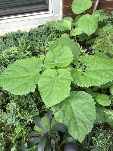 Paulownia tomentosa