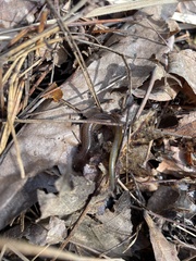 Eurycea multiplicata