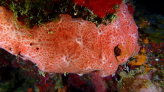 Spirastrella coccinea