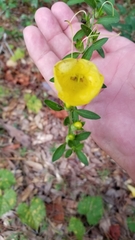 Aureolaria virginica