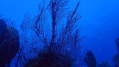 Iciligorgia schrammi