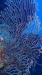 Iciligorgia schrammi