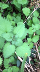Urtica chamaedryoides