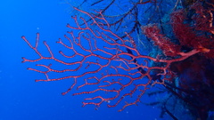 Iciligorgia schrammi