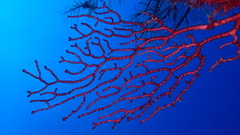 Iciligorgia schrammi