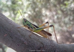 Staurorhectus longicornis