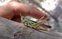 Staurorhectus longicornis