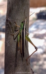 Staurorhectus longicornis