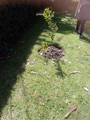 Buxus microphylla