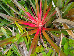 Bromelia antiacantha