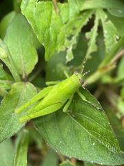 Abracris flavolineata