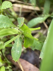 Abracris flavolineata