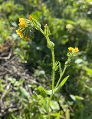 Amsinckia lycopsoides