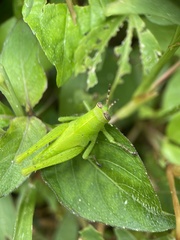 Abracris flavolineata