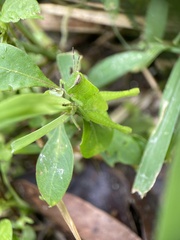 Abracris flavolineata