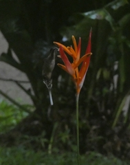 Phaethornis longirostris