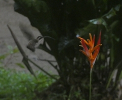 Phaethornis longirostris