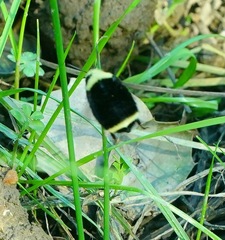 Bombus vosnesenskii