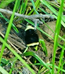 Bombus vosnesenskii