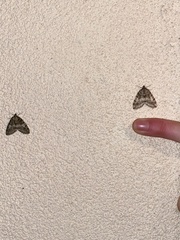 Hydriomena nubilofasciata