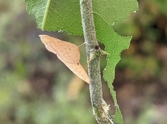 Leptosia nina