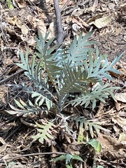 Bocconia arborea