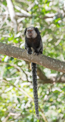 Callithrix geoffroyi