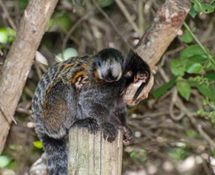 Callithrix geoffroyi