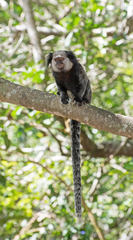 Callithrix geoffroyi